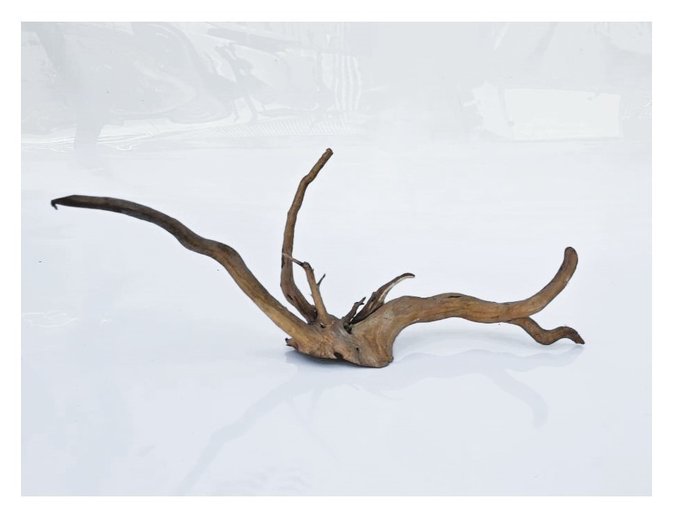 Коряга 4