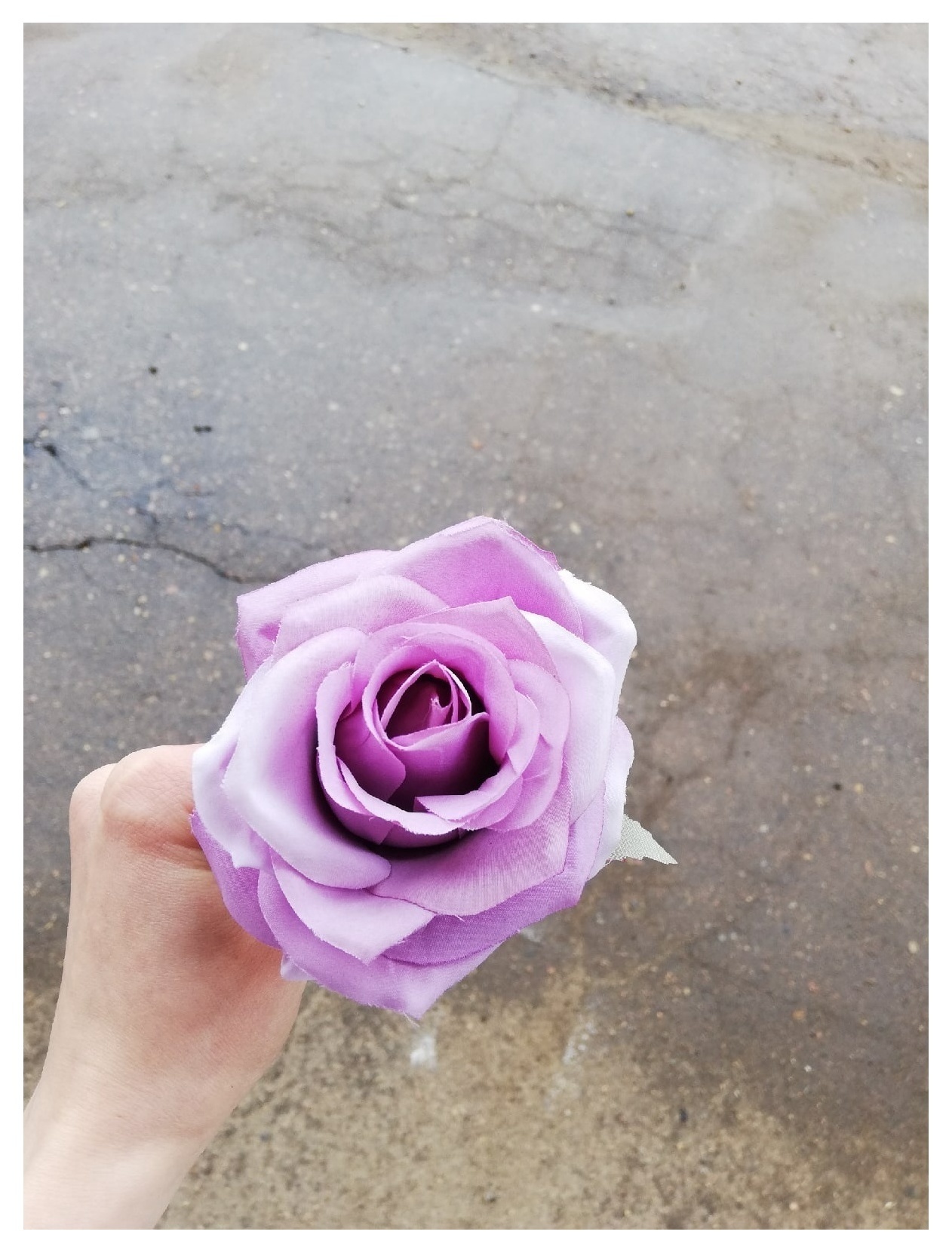 Роза сиреневая