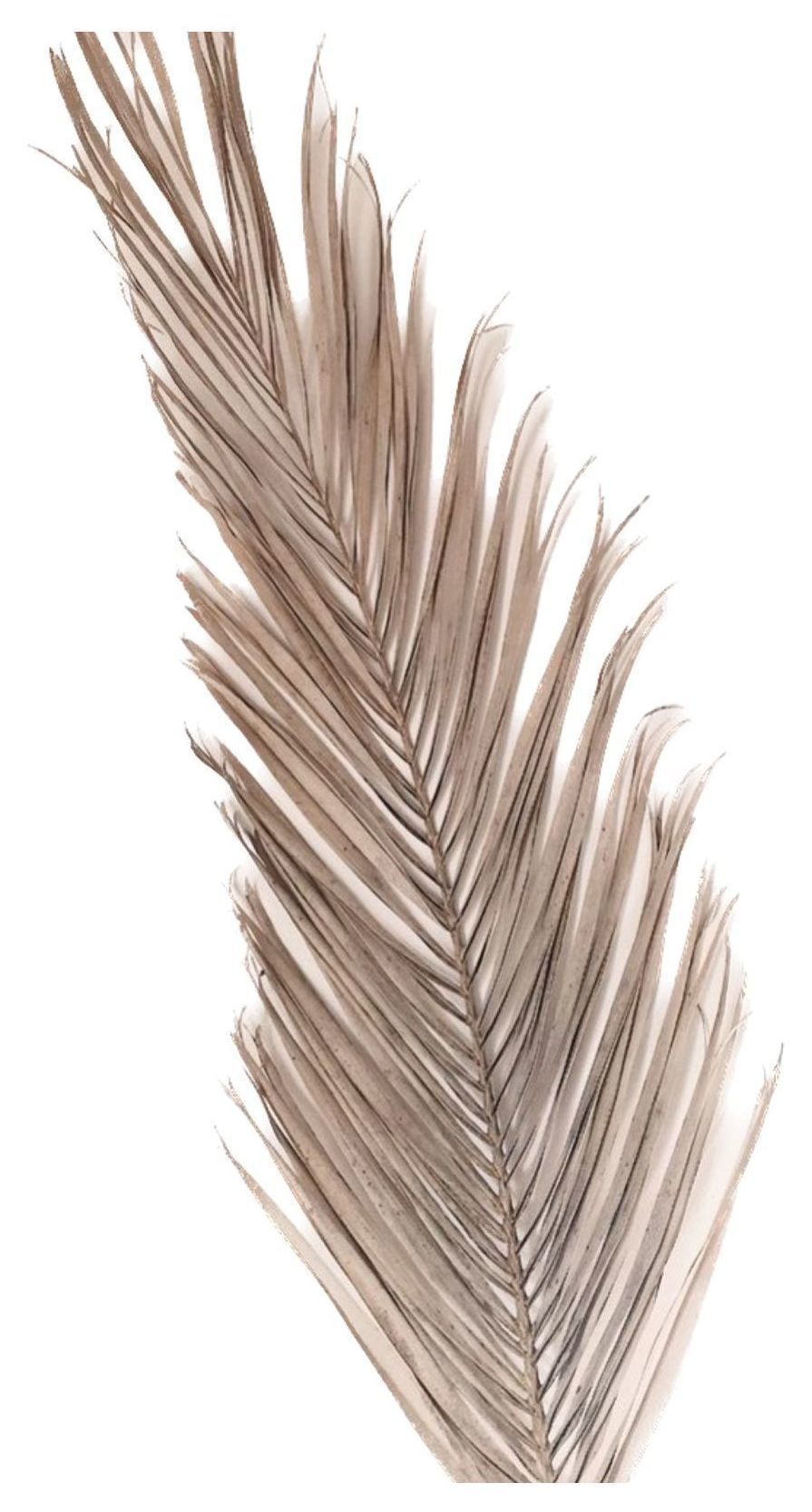 Лист Финиковой пальмы 150-200 см