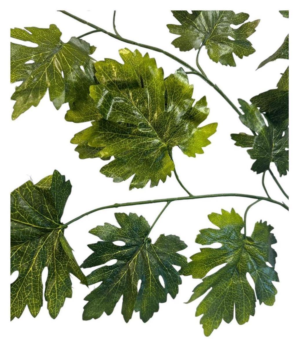 Ветка КЛЕН РЕЗНОЙ
