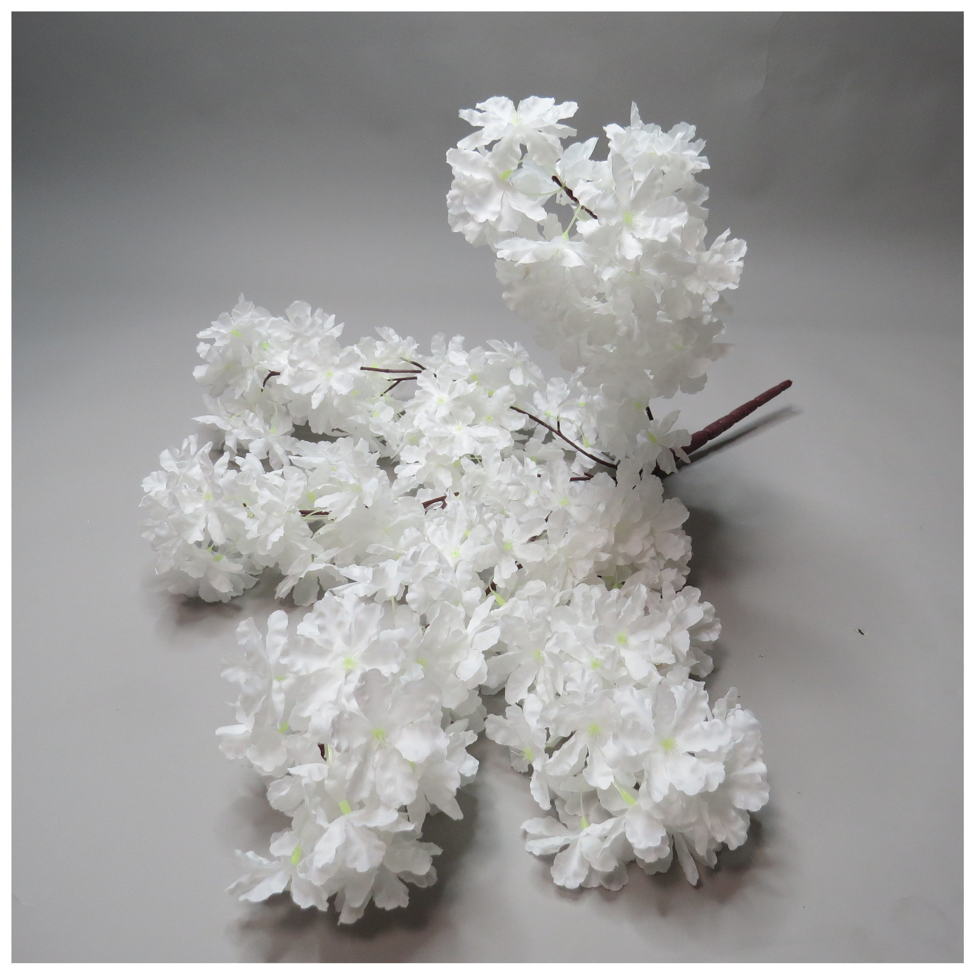 Сакура белая