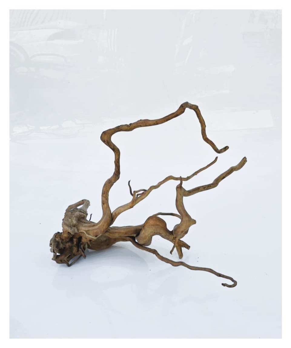 Коряга 6