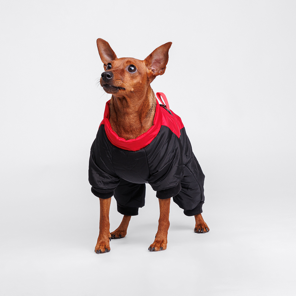 

Petmax Комбинезон для собак, , красно-черный (девочка, Красный