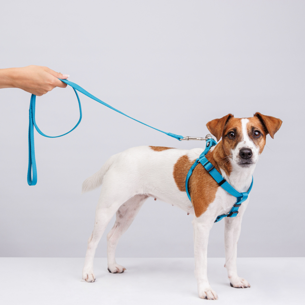 

Rungo Шлейка для собак нейлоновая Step-in, обхват груди , ширина 15 мм, голубая, Голубой