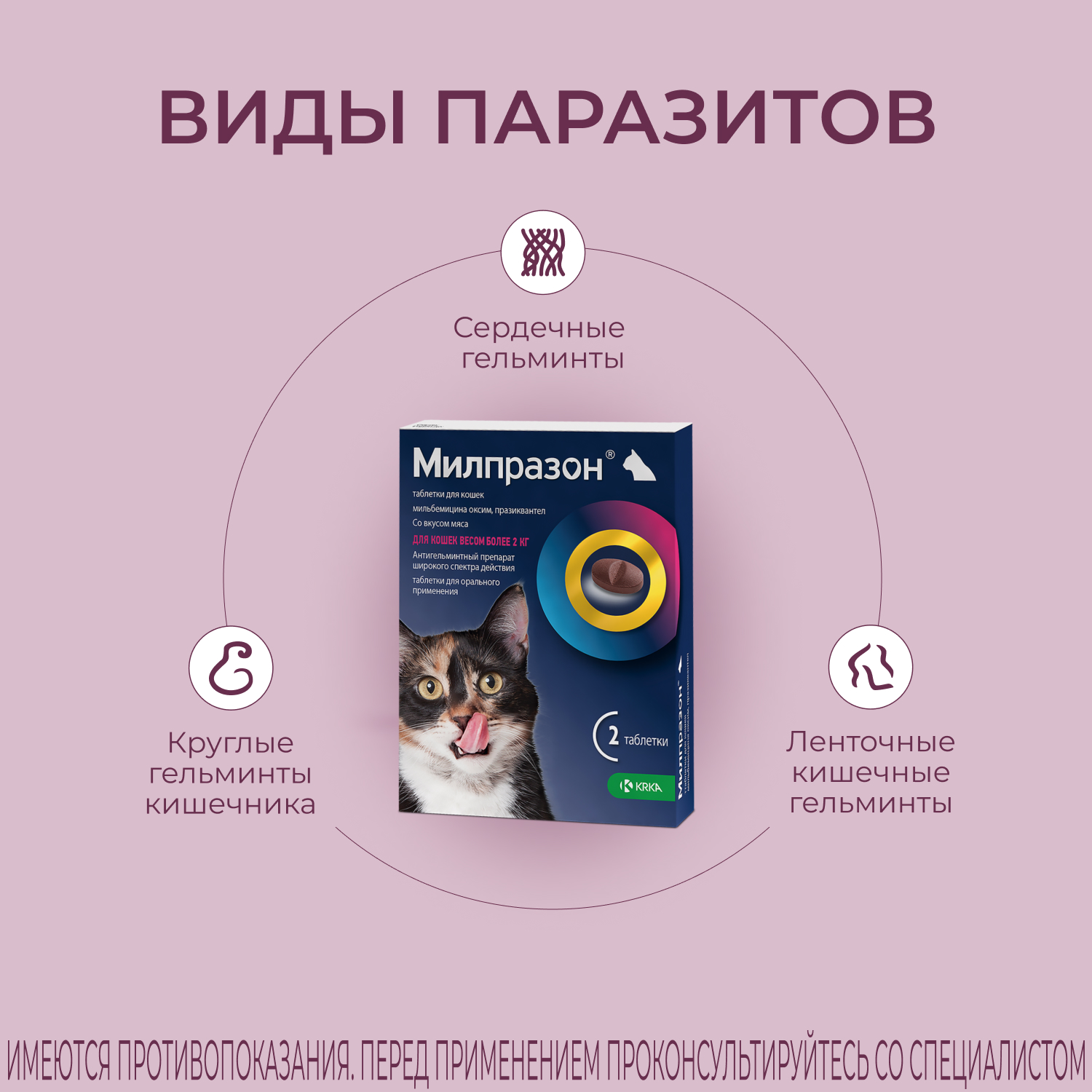 Препараты от глистов для кошек - купить с доставкой по Москве и России в  интернет-магазине Четыре Лапы