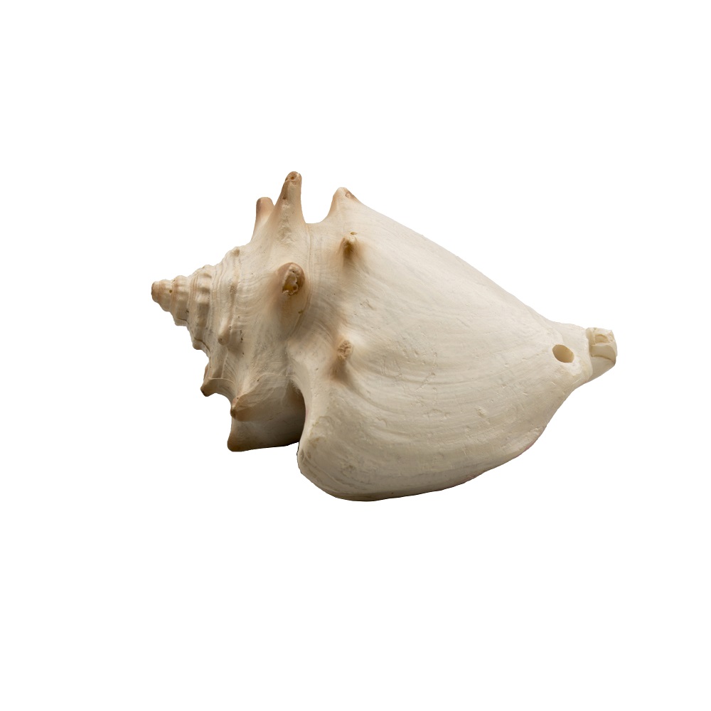 

Prime Декорация пластиковая для аквариума Ракушка Стромбус, 6,5х4,5х4 см