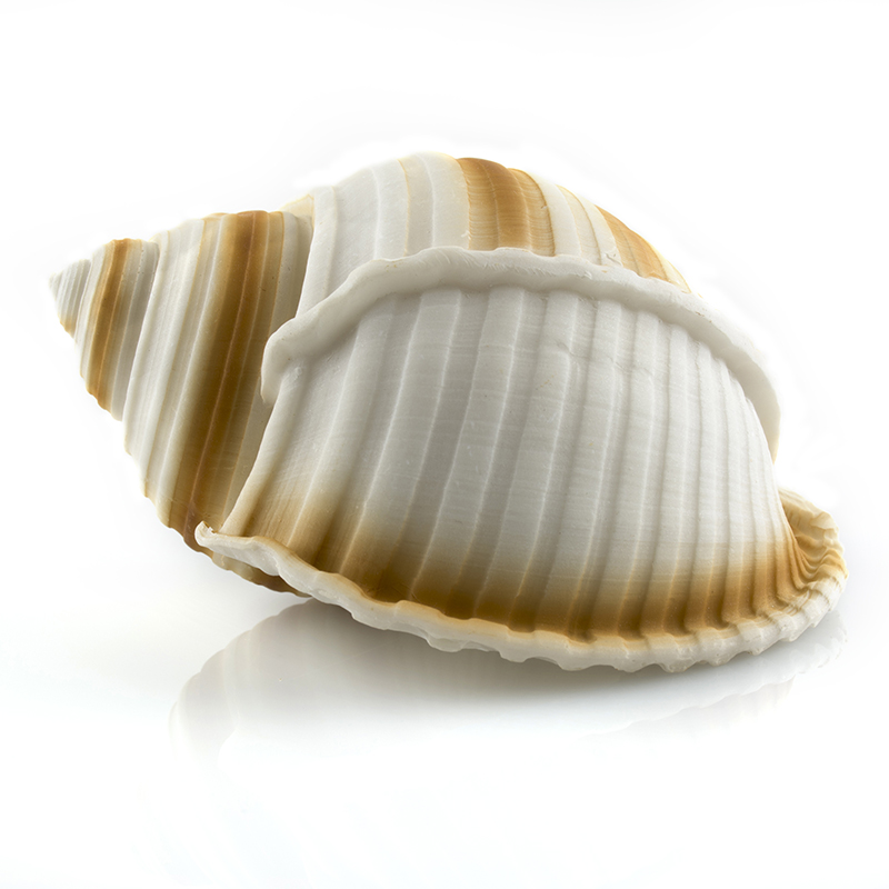 

Prime Декорация пластиковая для аквариума Ракушка Кассис, 9х7х5 см