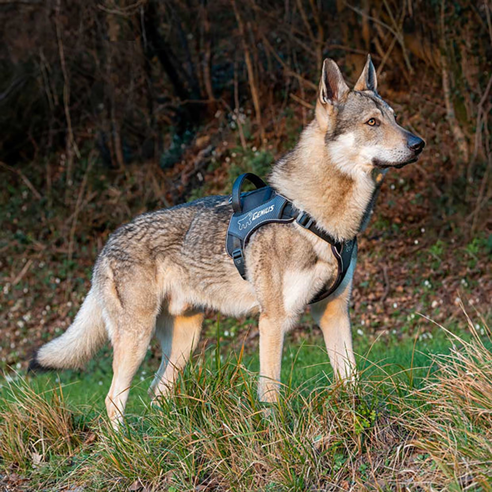 

Ferplast Шлейка для собак с магнитными застежками Genius, объем шеи 56-78 см, объем груди 81-105 см, черный
