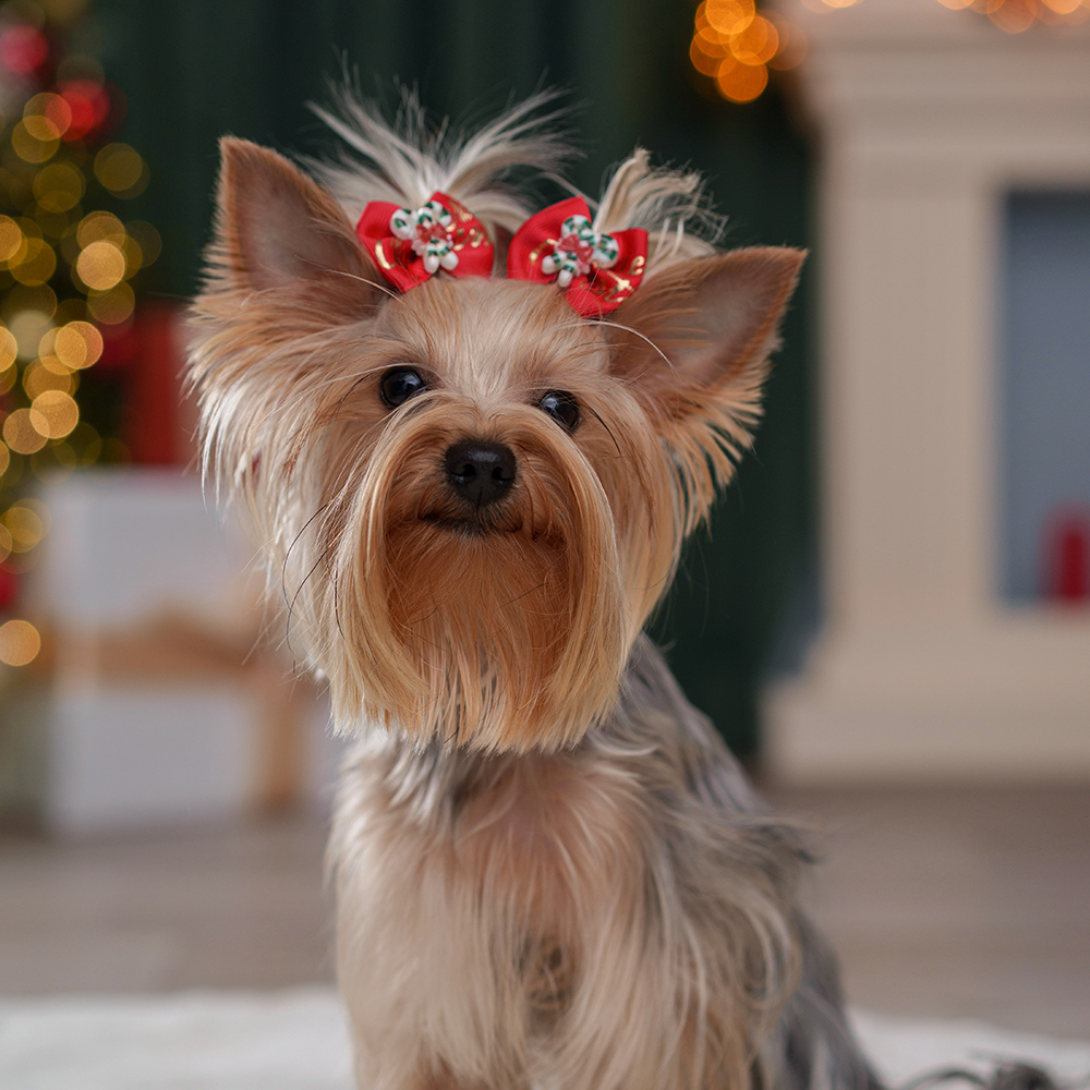 

Petmax Бантик новогодний с карамелью для кошек и собак, 2 шт., 4,5х3,5 см, Красный