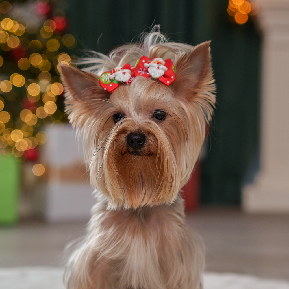 

Petmax Бантик новогодний для кошек и собак Дедушка Мороз, 2 шт., 4,5х3,5 см, Красный