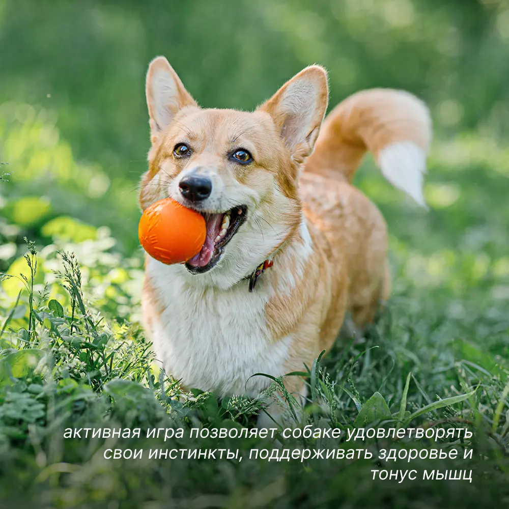 

Pet hobby Игрушка для собак средних пород Мяч малый, диаметр 6,5 см, оранжевый
