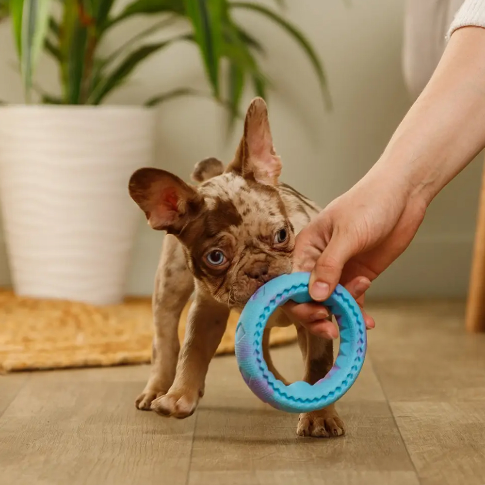 

RURRI Игрушка для собак Кольцо, 11 см, Разноцветный