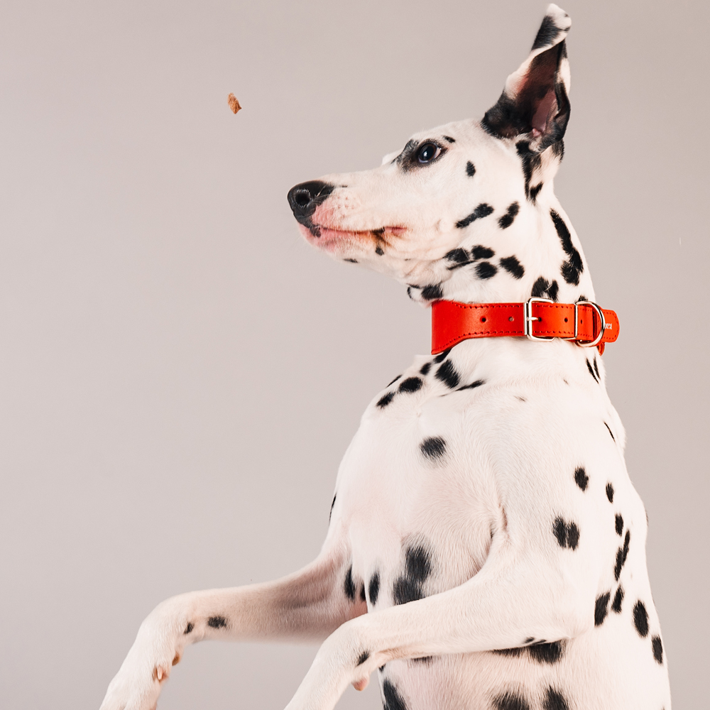 

Каскад Ошейник переменной ширины для собак, ширина 3 см, обхват шеи 30-38 см, красный