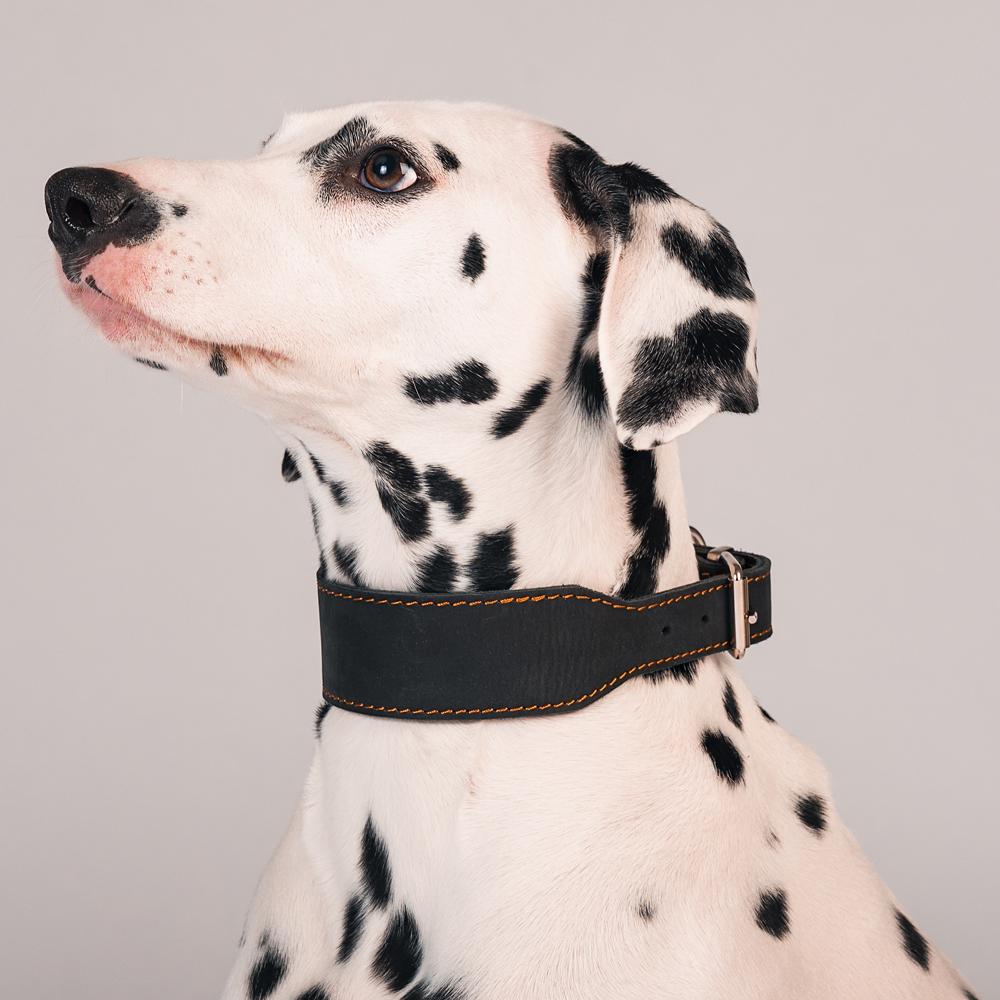 

Каскад Ошейник переменной ширины для собак, ширина 5 см, обхват шеи 43-51 см, черный