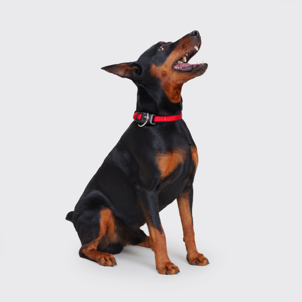 

Rungo Ошейник нейлоновый для собак Soft, обхват шеи , ширина 4 см, красный