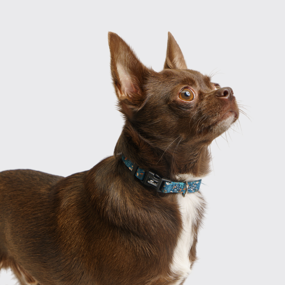 

Rungo Ошейник нейлоновый для собак, обхват шеи , ширина 1,5 см, синий