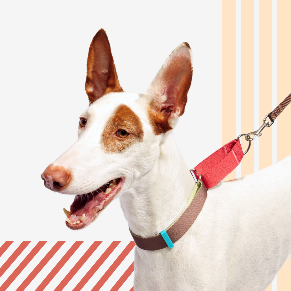 

Rungo Ошейник для собак Мартингейл, объем шеи 41-55 см, ширина ремешка 2,, малиновый-зеленый