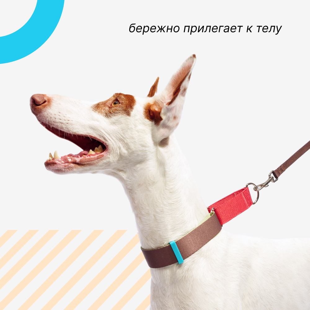 

Rungo Ошейник для собак Мартингейл, объем шеи 32-43 см, ширина ремешка 2,, малиновый-зеленый