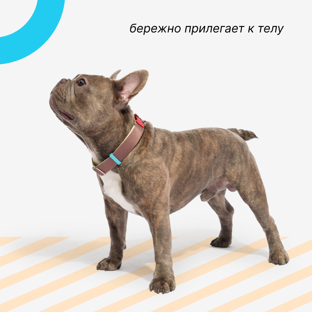 

Rungo Ошейник для собак Мартингейл, объем шеи 27-35 см, ширина ремешка 2 см, малиновый-зеленый
