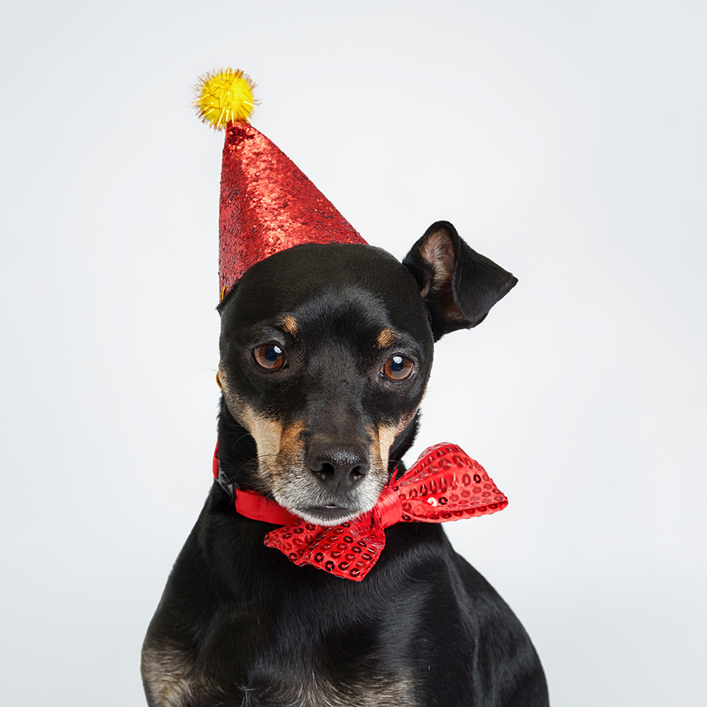 

Petmax Колпак и бантик новогодний для собак Праздник, колпак 12х10,5 см, бантик 12,5х6,5 см, красный