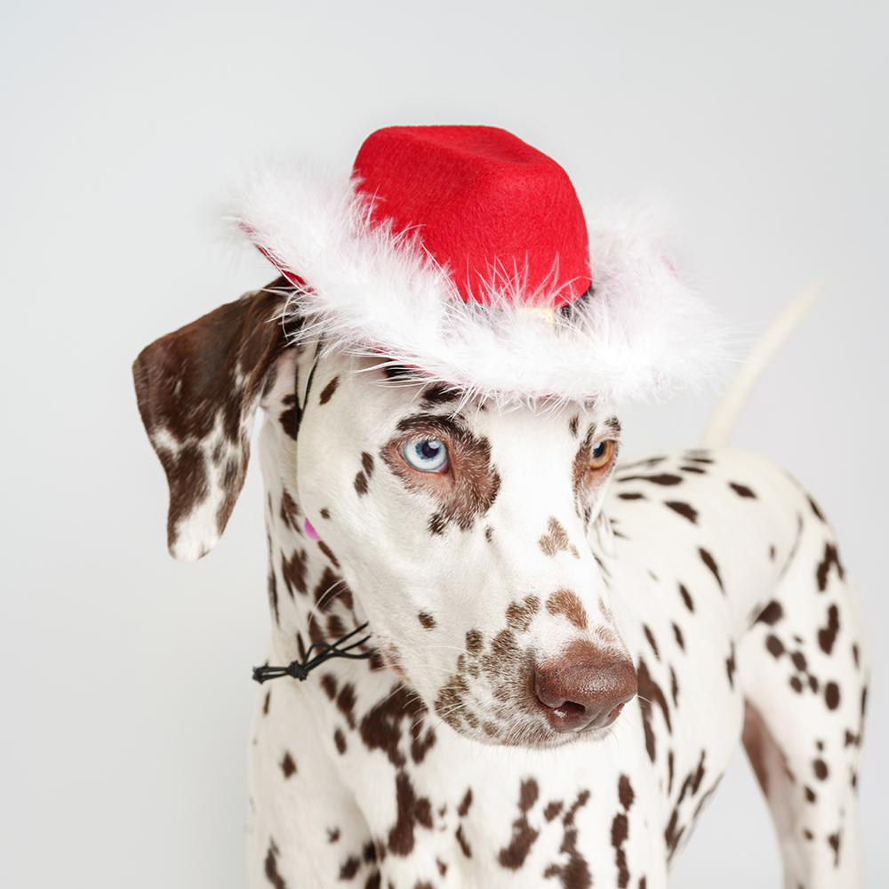 

RURRI Шляпа с меховой опушкой для собак, 20х17х7,5 см, красный