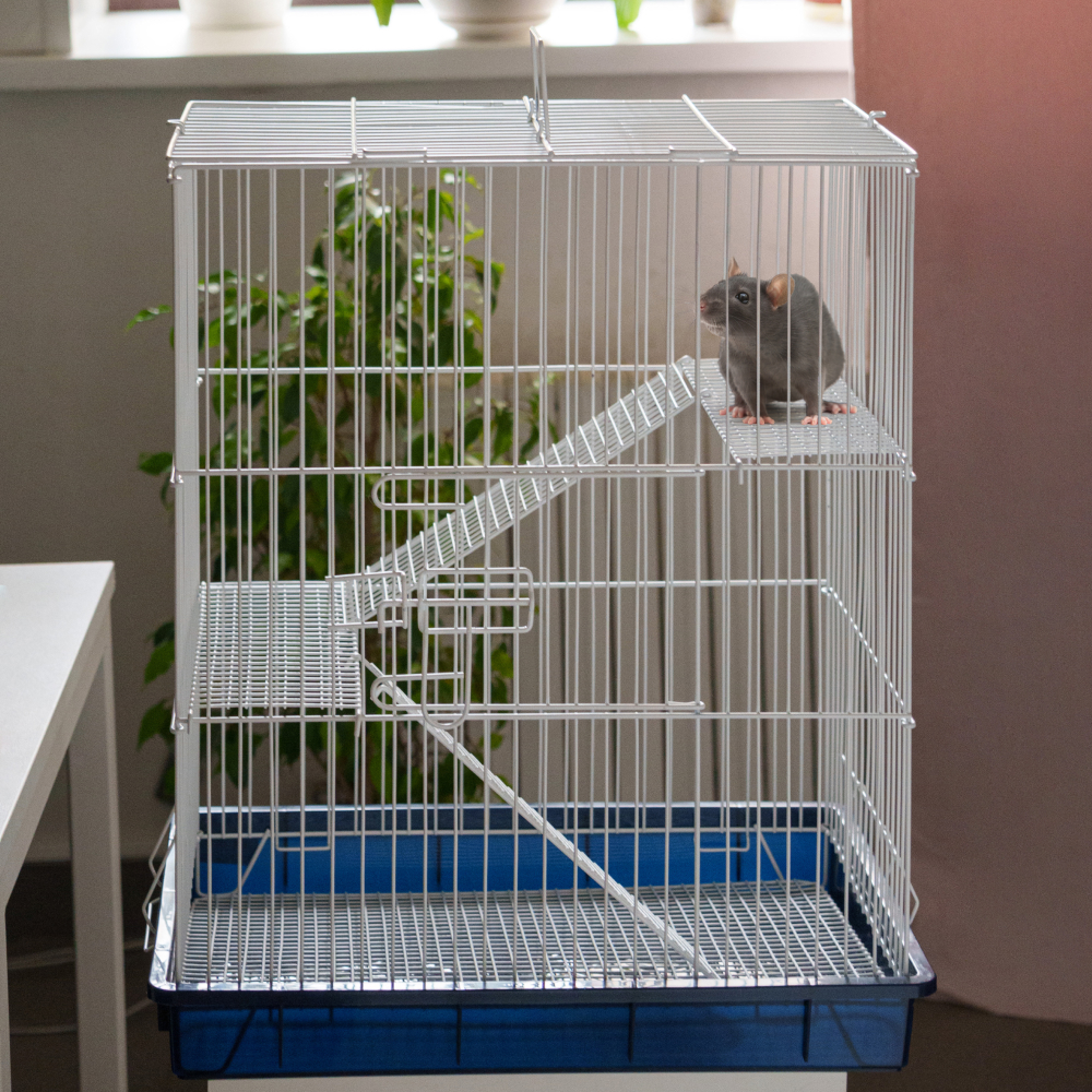 

Petmax Клетка для грызунов, 55,5x37x64,5 см, бело-синяя, Разноцветный