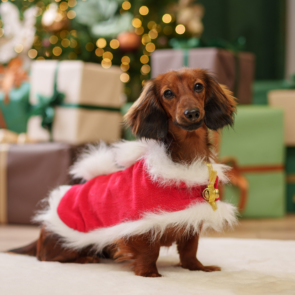 

Petmax Накидка новогодняя с колокольчиком для собак, длина спины 23 см, обхват груди 36 см, обхват шеи 26 см, , красный