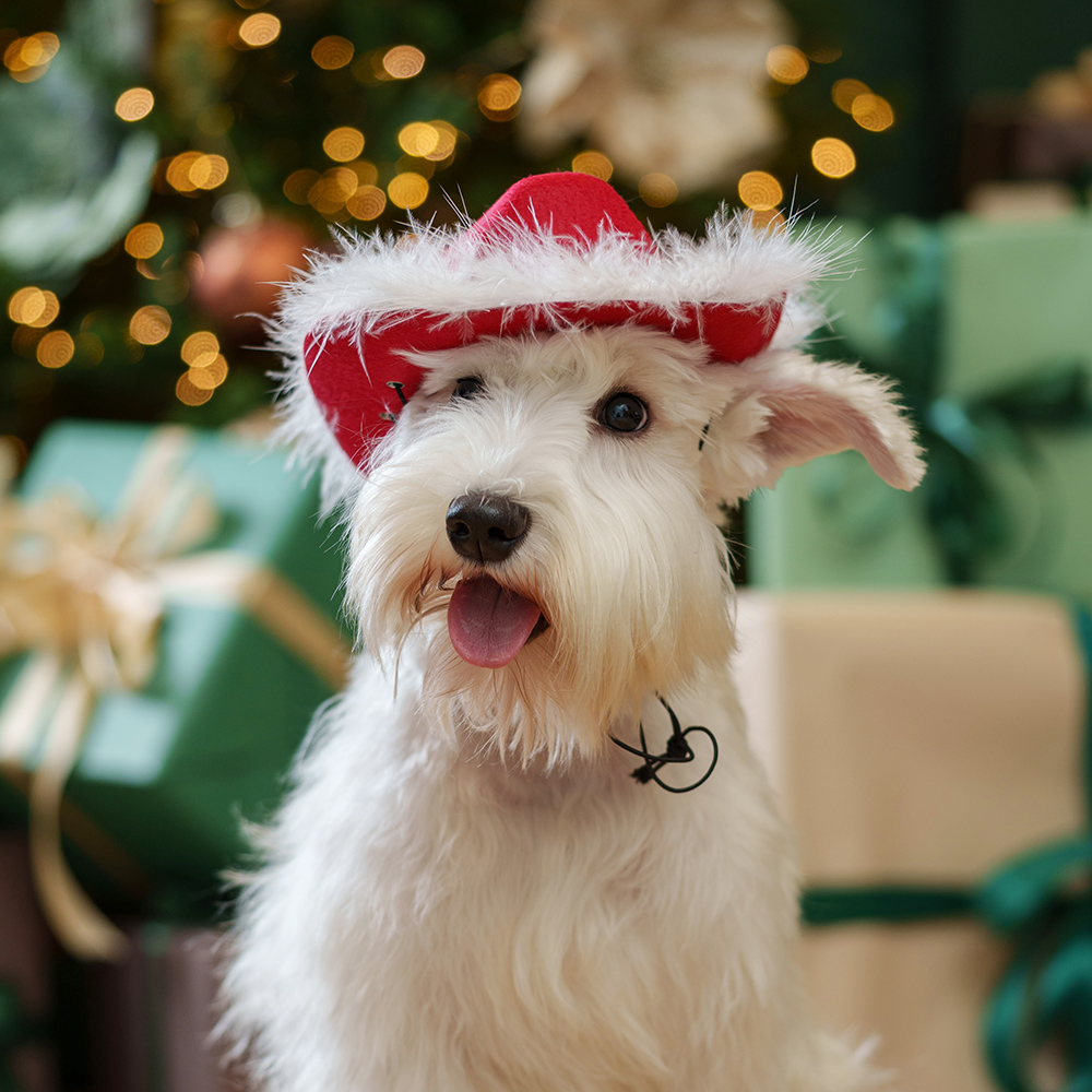 

RURRI Шляпа с меховой опушкой для собак, 20х17х7,5 см, красный