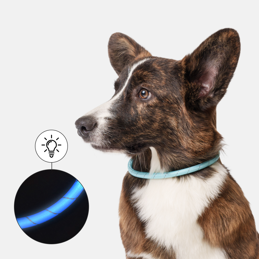 

Rungo Ошейник светящийся круглый нейлоновый USB для собак, , голубой
