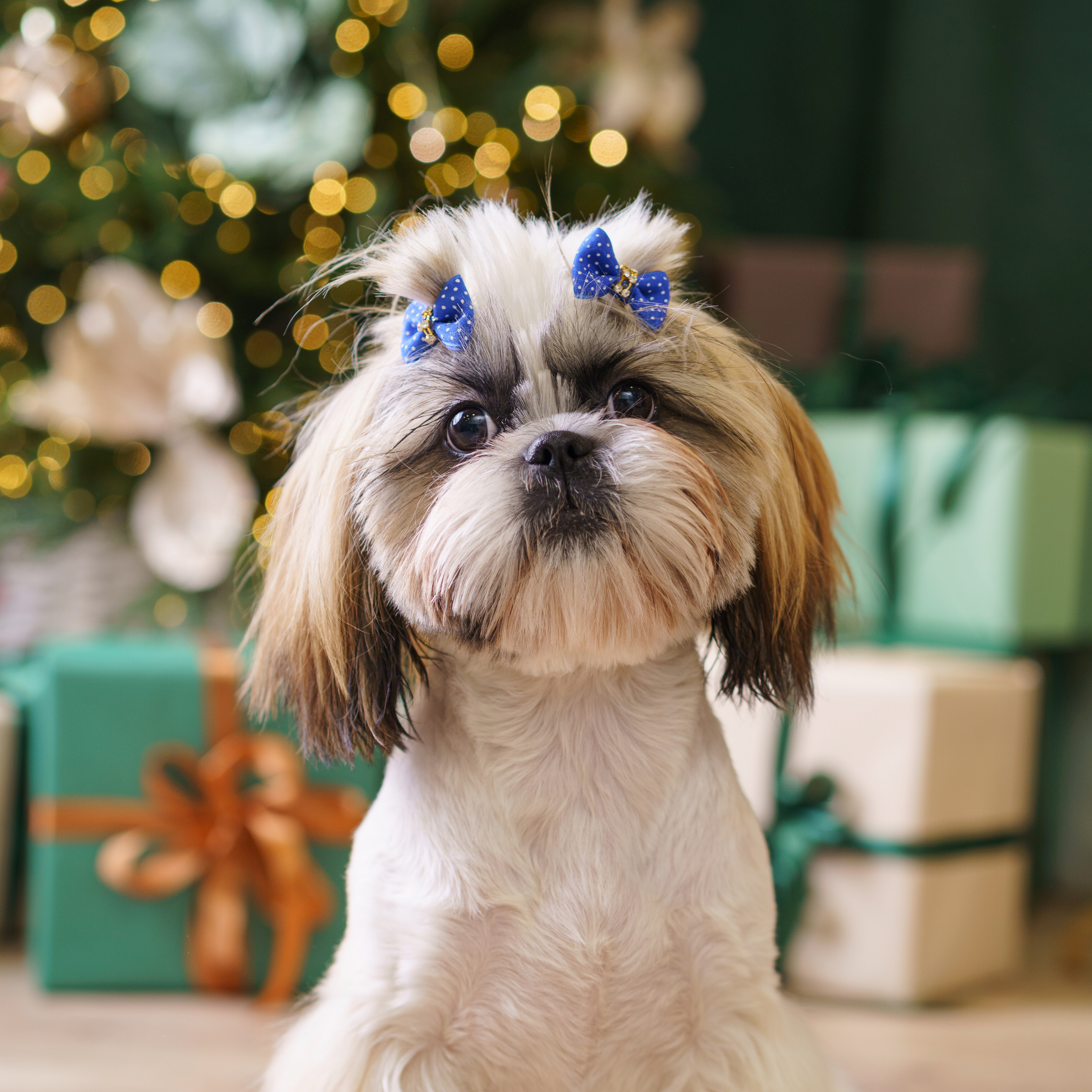 

Petmax Бантики-заколки в горошек для собак, 3,5х2 см, синий, 2 шт.