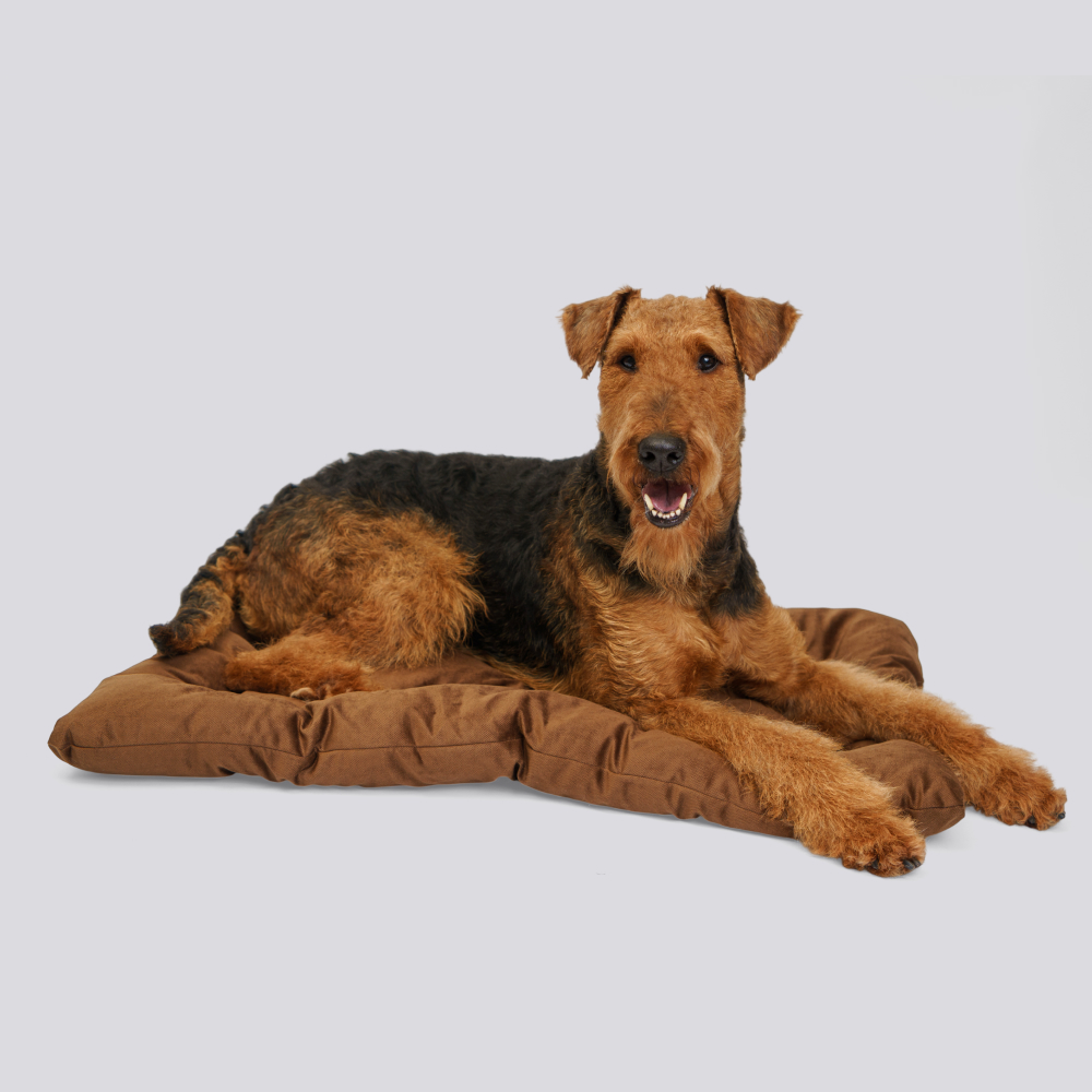 

RURRI Матрас для собак Сириус, , бежевый, Коричневый