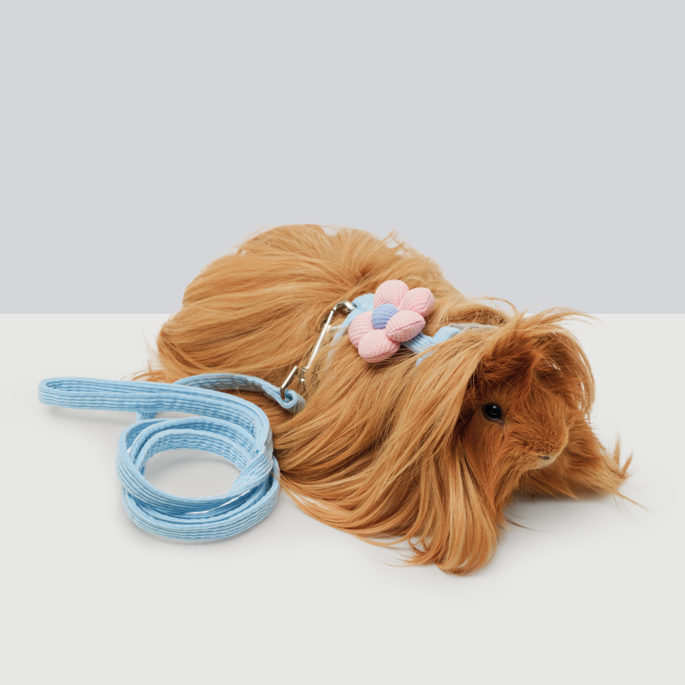 

RURRI Комплект шлейка с цветочком и поводок для грызунов, S, обхват шеи 19-32 см, обхват груди 23-37 см, голубой