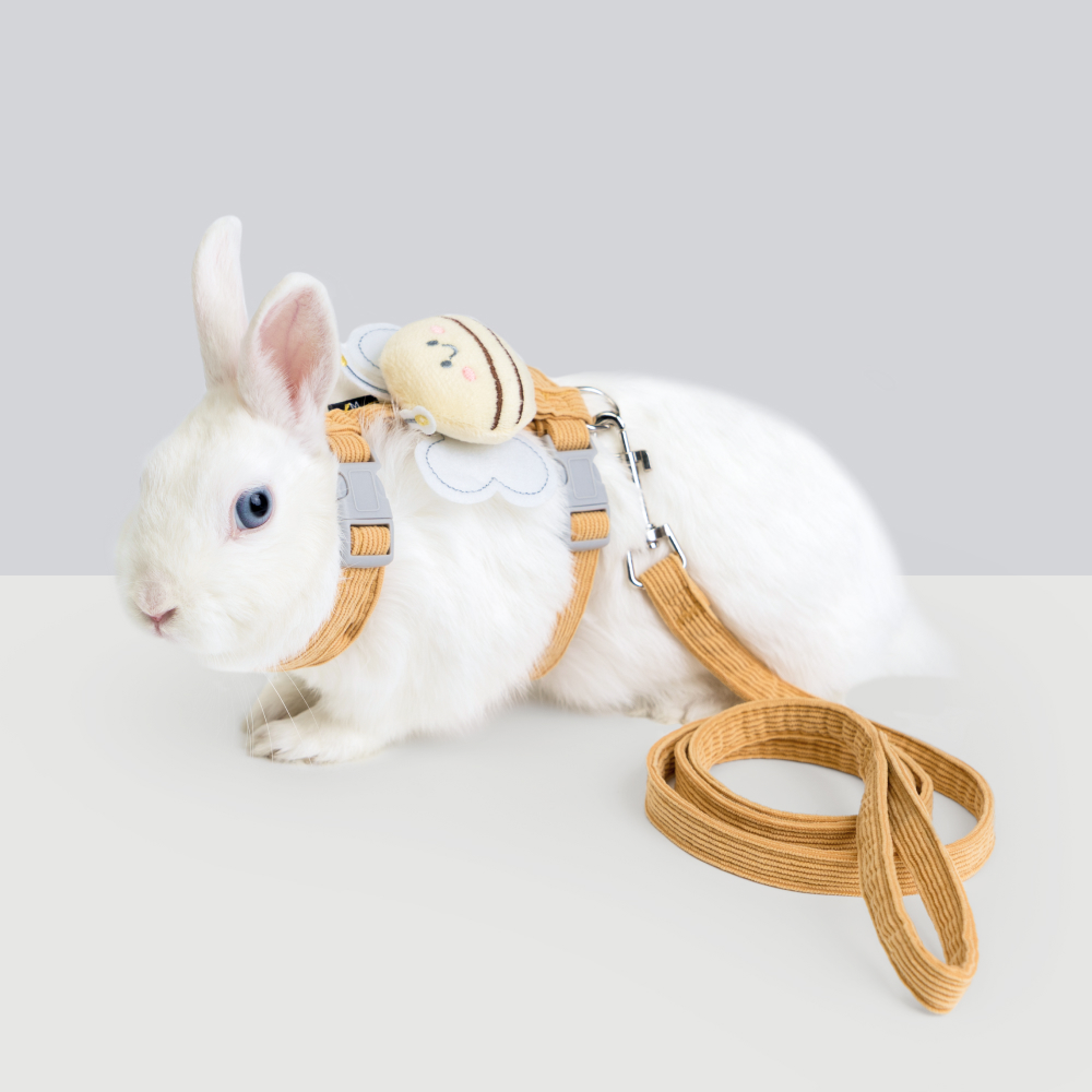 

RURRI Комплект шлейка с пчелкой и поводок для грызунов, M, обхват шеи 26-40 см, обхват груди 30-48 см, оранжевый