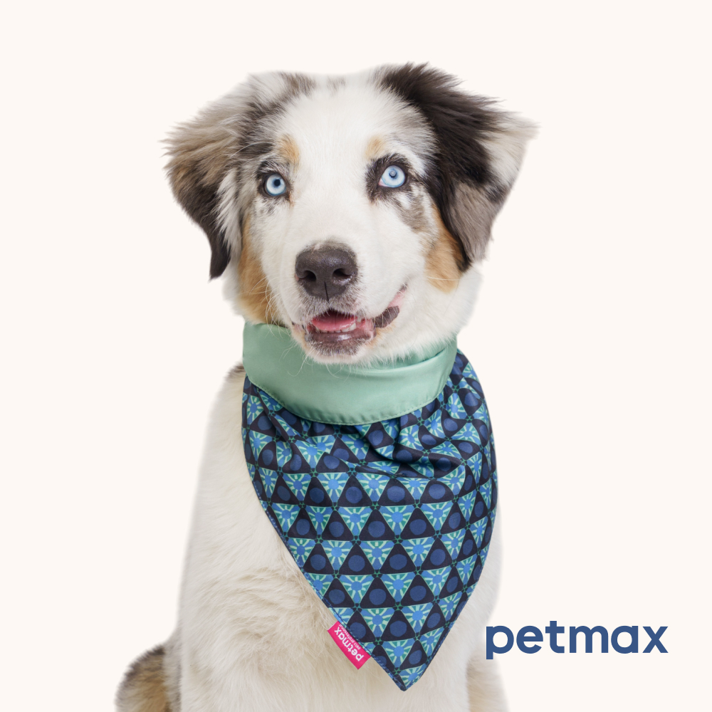 Petmax Бандана синяя M