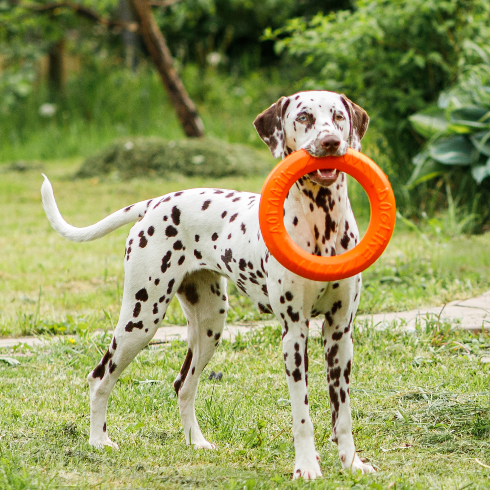 

Pet hobby Игрушка для собак Кольцо восьмигранное большое TugAndTwist, диаметр , оранжевое, Оранжевый