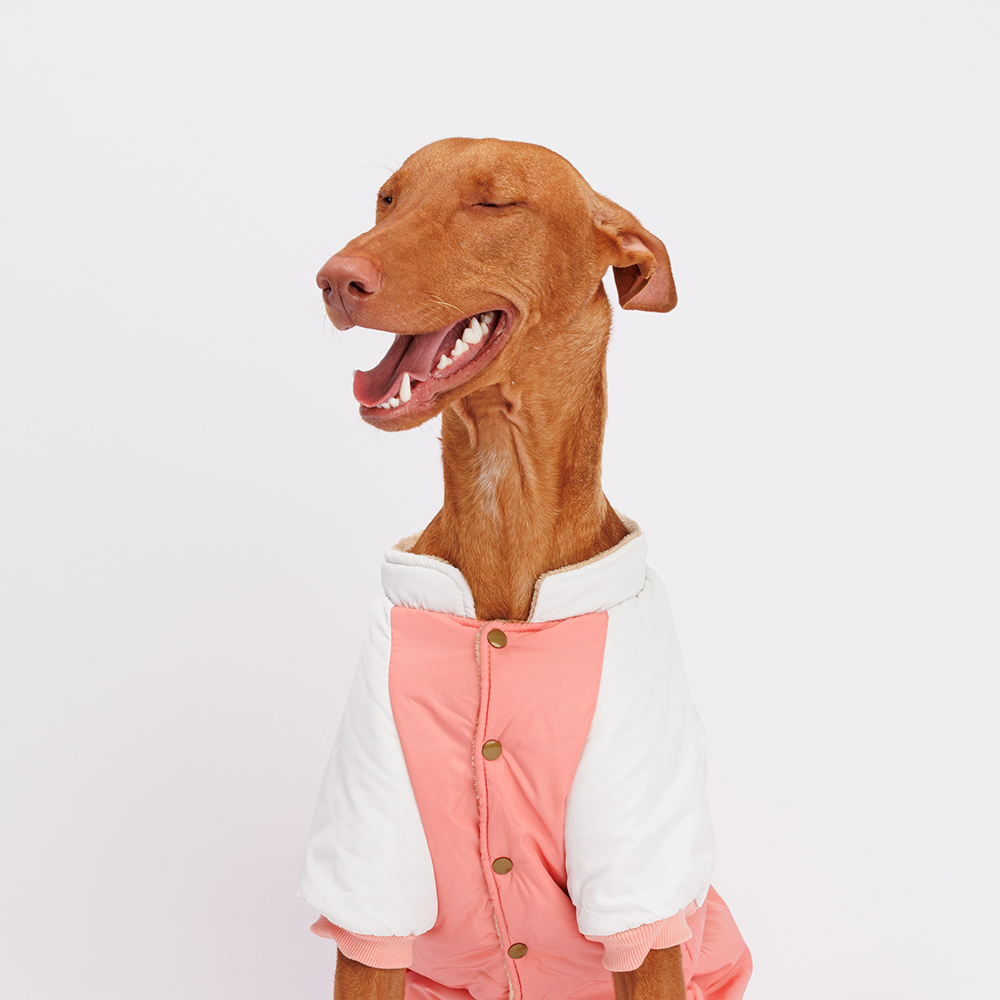 Petmax Комбинезон для собак, 4XL, розово-серый