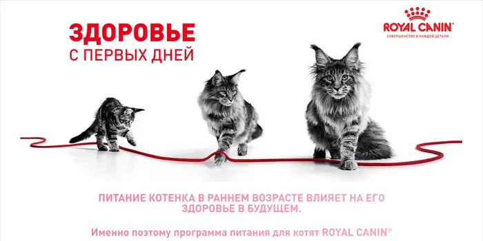 screencapture-file-C-Users-Desktop-Royal-Canin-KITTEN-DRY-index-html-2022-08-23-13_39_36_01.png