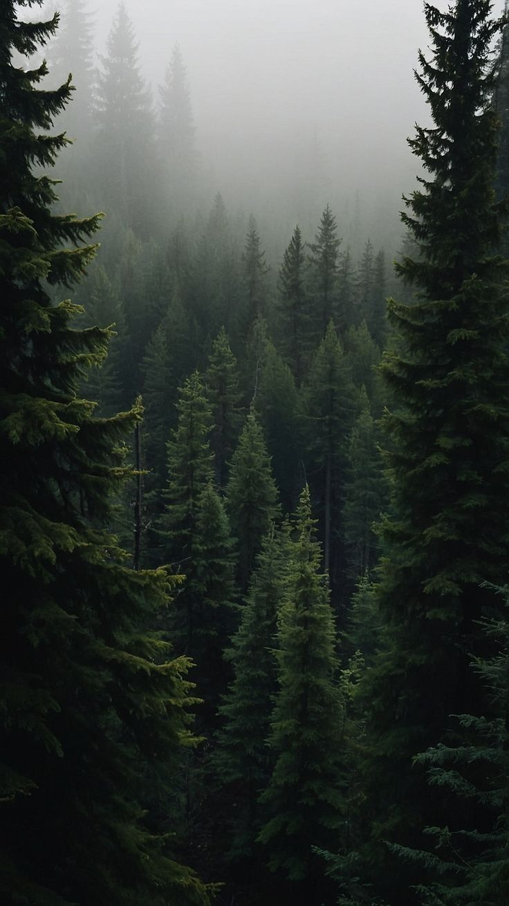 Лес