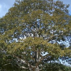 Фото профиля Игрушка