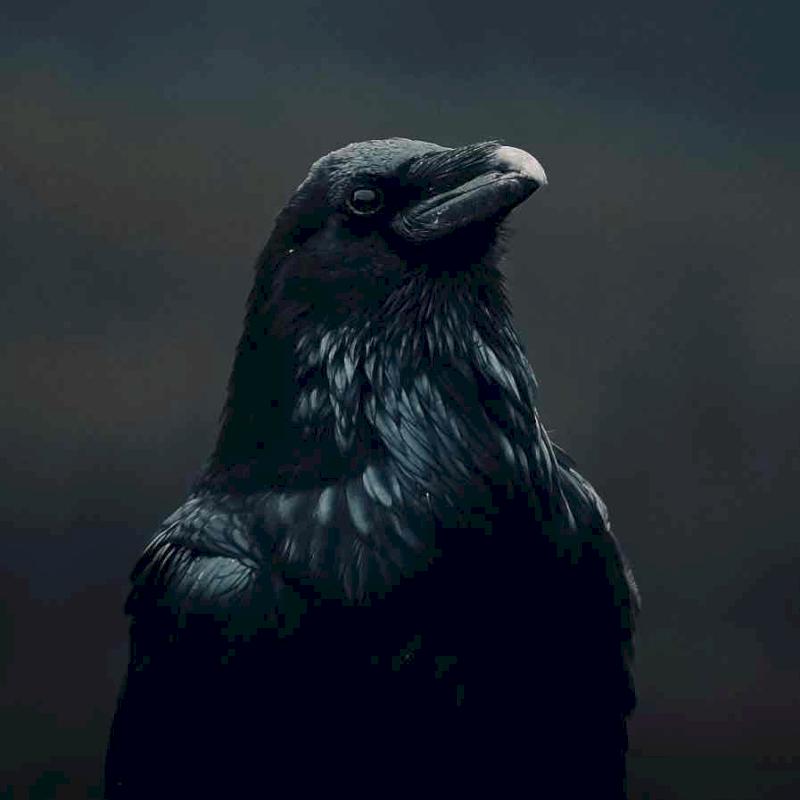 Фото профиля myalt