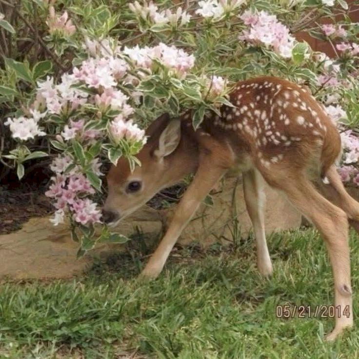 Фото профиля Атанасия Пич