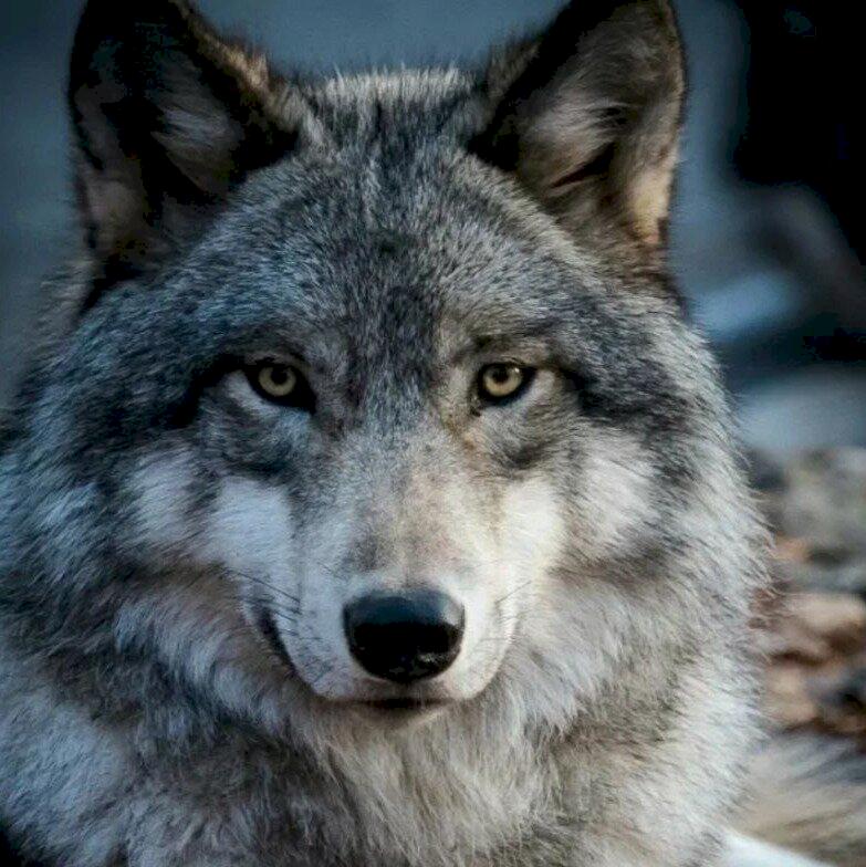 Фото профиля Айана