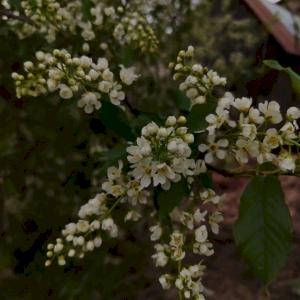 Фото профиля Victorya Amber 