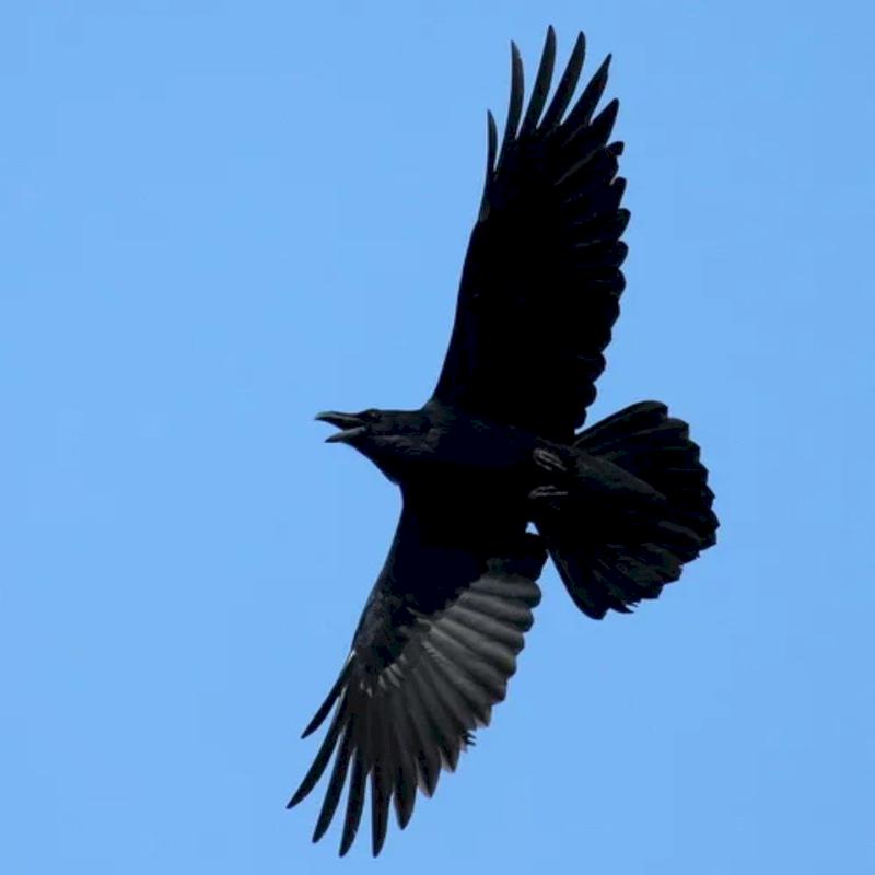 Фото профиля Илья Ворон