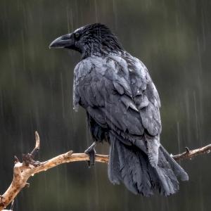 Фото профиля Нэд Окитаса