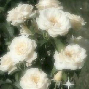 Фото профиля Юмира Хайко