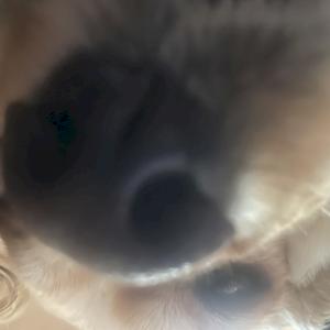 Фото профиля Mega frog