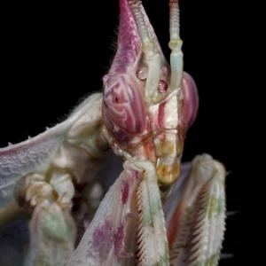 Фото профиля Алина Чапаева