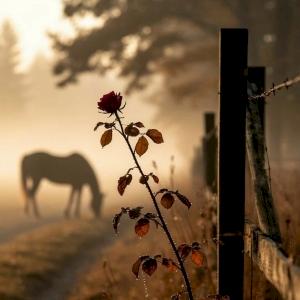 Фото профиля Марианна Брум