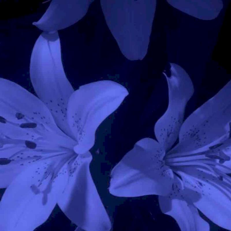 Фото профиля Юлианна Броская 